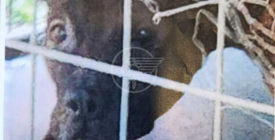 Ipotesi di maltrattamenti su un cane: la pubblica denuncia di 4ANIMALS Ipotesi di maltrattamenti su un cane: la pubblica denuncia di 4ANIMALS