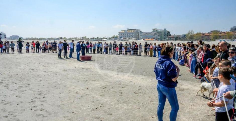 Le prime due tartarughe del 2023 rilasciate in mare da Fondazione Cetacea Le prime due tartarughe del 2023 rilasciate in mare da Fondazione Cetacea