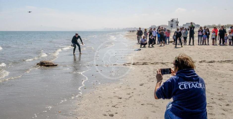 Le prime due tartarughe del 2023 rilasciate in mare da Fondazione Cetacea Le prime due tartarughe del 2023 rilasciate in mare da Fondazione Cetacea