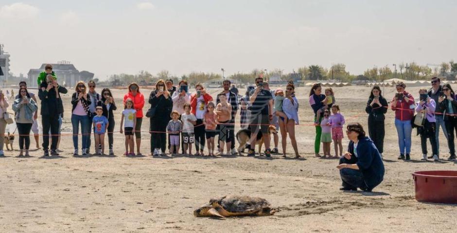 Le prime due tartarughe del 2023 rilasciate in mare da Fondazione Cetacea Le prime due tartarughe del 2023 rilasciate in mare da Fondazione Cetacea