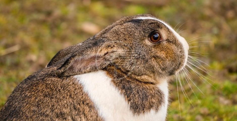 Coniglio, tutto quello che c'è da sapere per garantirgli benessere e longevità in salute Coniglio, tutto quello che c'è da sapere per garantirgli benessere e longevità in salute