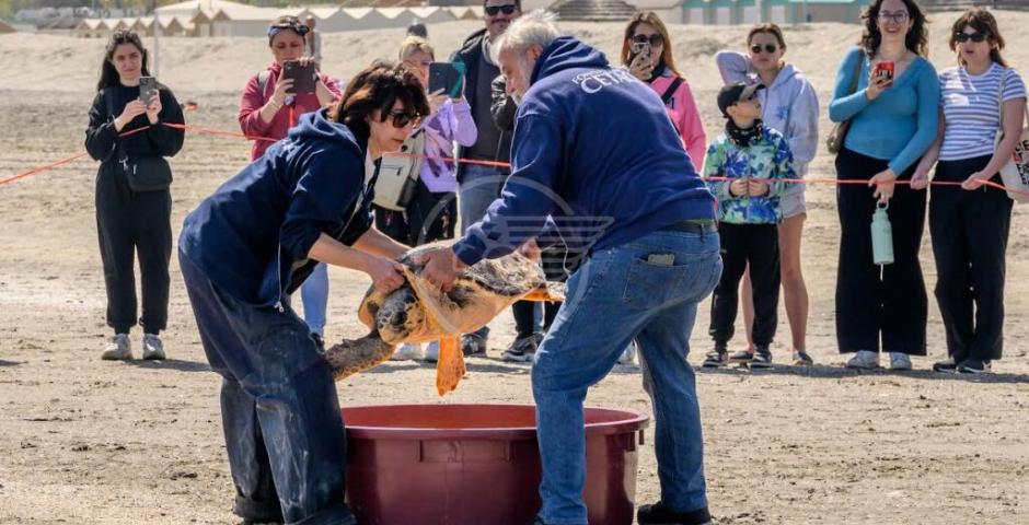 Le prime due tartarughe del 2023 rilasciate in mare da Fondazione Cetacea Le prime due tartarughe del 2023 rilasciate in mare da Fondazione Cetacea