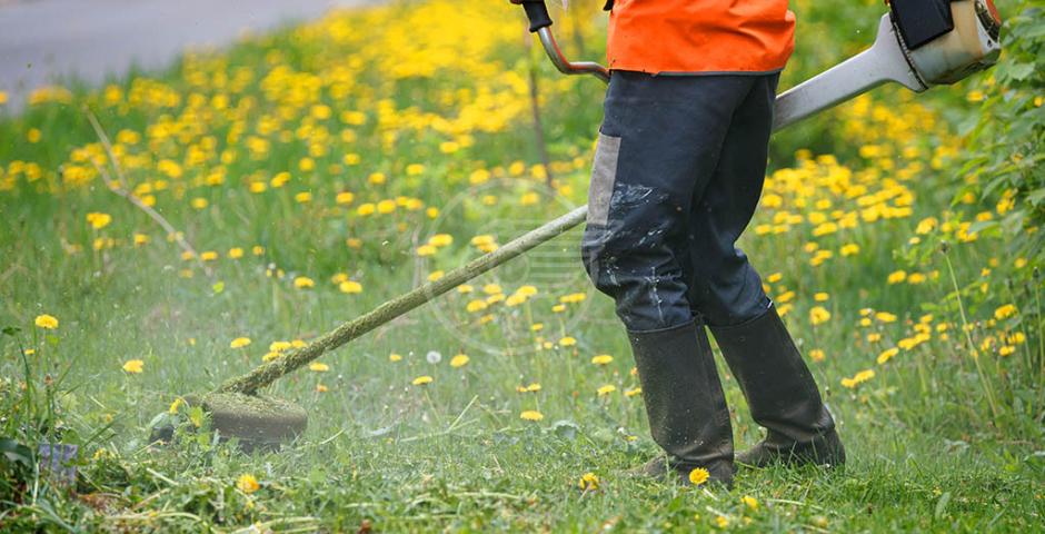 Cattolica, cura del verde: l'Assessore Uguccioni fa il punto su interventi e sfalci in città Cattolica, cura del verde: l'Assessore Uguccioni fa il punto su interventi e sfalci in città