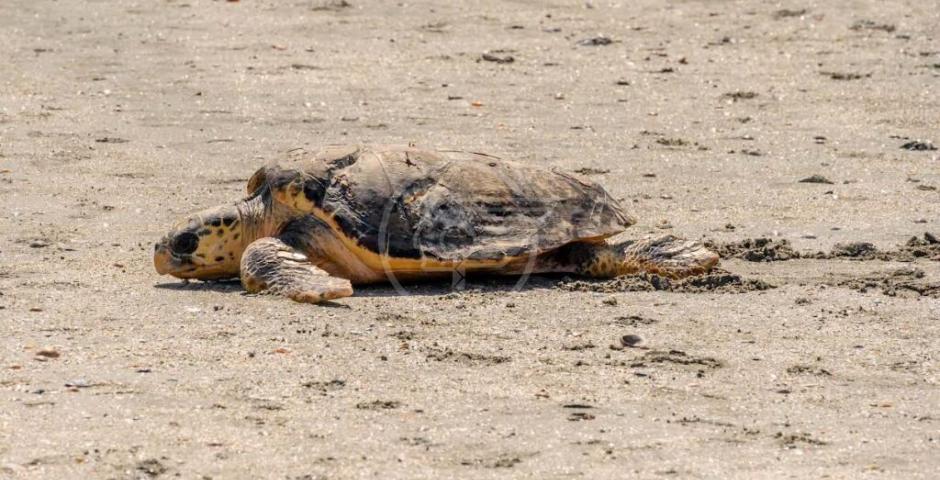 Le prime due tartarughe del 2023 rilasciate in mare da Fondazione Cetacea Le prime due tartarughe del 2023 rilasciate in mare da Fondazione Cetacea