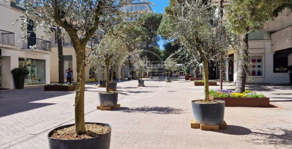 Allestimenti botanici di viale Ceccarini e nuovo arredo urbano per i Giardini dell’Alba: al via oggi i lavori Allestimenti botanici di viale Ceccarini e nuovo arredo urbano per i Giardini dell’Alba: al via oggi i lavori