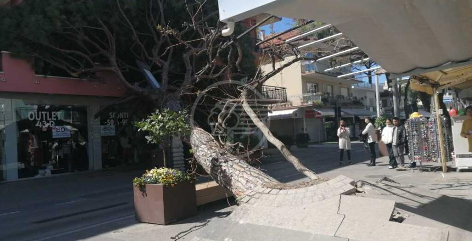 Un grosso pino di proprietà di un privato crollato in viale Dante: tragedia evitata Un grosso pino di proprietà di un privato crollato in viale Dante: tragedia evitata