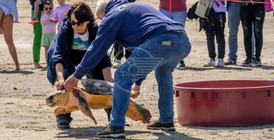 Le prime due tartarughe del 2023 rilasciate in mare da Fondazione Cetacea Le prime due tartarughe del 2023 rilasciate in mare da Fondazione Cetacea