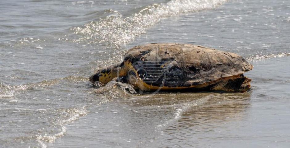 Le prime due tartarughe del 2023 rilasciate in mare da Fondazione Cetacea Le prime due tartarughe del 2023 rilasciate in mare da Fondazione Cetacea