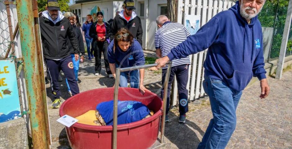 Le prime due tartarughe del 2023 rilasciate in mare da Fondazione Cetacea Le prime due tartarughe del 2023 rilasciate in mare da Fondazione Cetacea