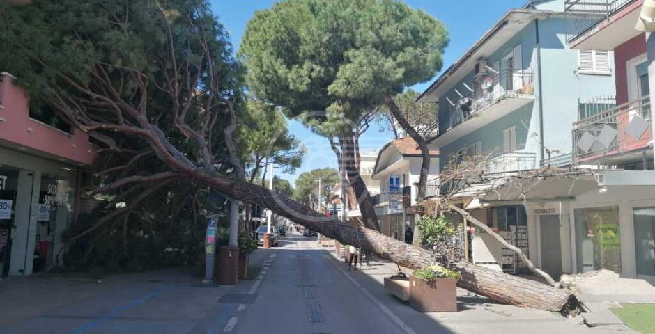 Un grosso pino di proprietà di un privato crollato in viale Dante: tragedia evitata Un grosso pino di proprietà di un privato crollato in viale Dante: tragedia evitata