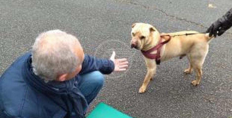 Continuano gli incontri dell’amministrazione comunale nelle aree sgambamento della città  Continuano gli incontri dell’amministrazione comunale nelle aree sgambamento della città