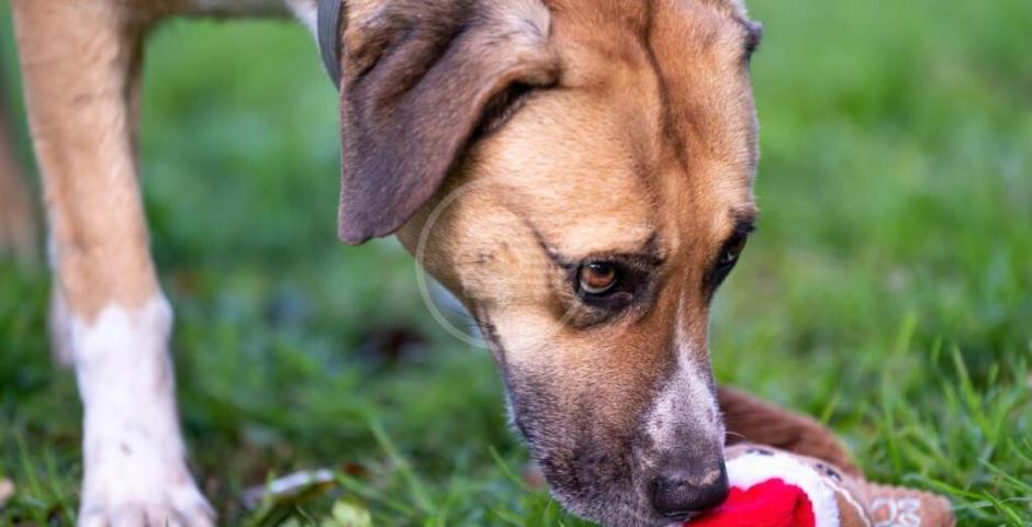 “Cani vittime di allagamenti”: fake news sullo "Stefano Cerni" per chiedere donazioni “Cani vittime di allagamenti”: fake news sullo "Stefano Cerni" per chiedere donazioni