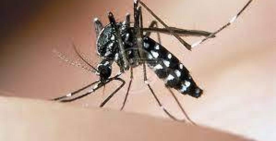 Caso sospetto di Chikungunya a Santarcangelo, in corso la disinfestazione preventiva Intervento precauzionale, il caso non è ancora confermato Caso sospetto di Chikungunya a Santarcangelo, in corso la disinfestazione preventiva Intervento precauzionale, il caso non è ancora confermato