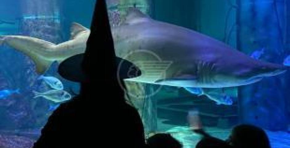 L’ex stazione di via Pascoli si trasforma in “Halloween Express”, fra passeggiate culturali e giochi per bambini Dall’omaggio a Mastroianni ai motori con Malle Mutòr L’ex stazione di via Pascoli si trasforma in “Halloween Express”, fra passeggiate culturali e giochi per bambini Dall’omaggio a Mastroianni ai motori con Malle Mutòr