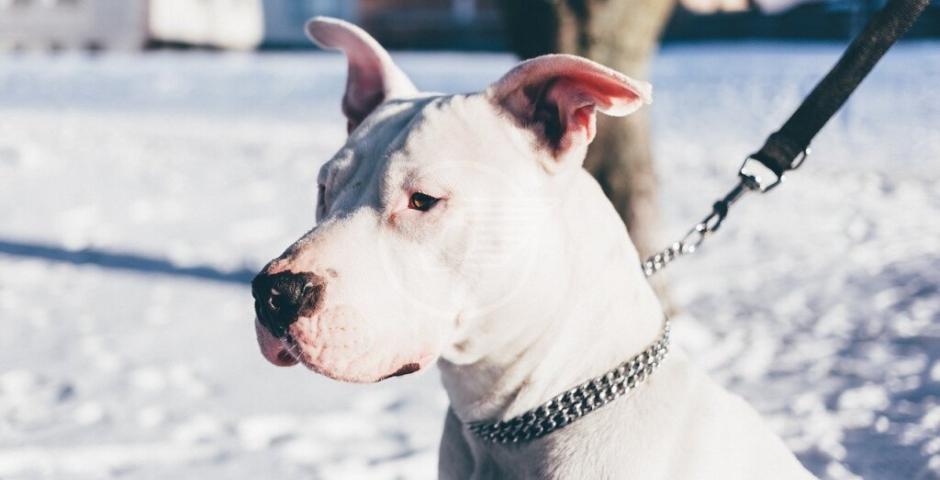 "Collari a strozzo: una legge poco chiara che mette a rischio i nostri cani" "Collari a strozzo: una legge poco chiara che mette a rischio i nostri cani"