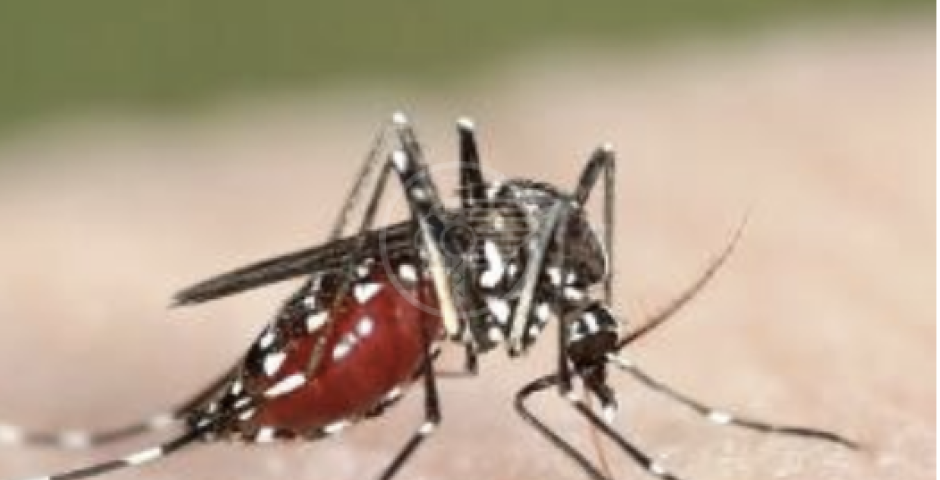 Anche a Rimini parte la lotta alla Zanzara Tigre. Dal 1 maggio via alle misure a tutela della salute pubblica Anche a Rimini parte la lotta alla Zanzara Tigre. Dal 1 maggio via alle misure a tutela della salute pubblica