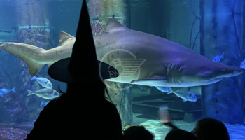 Rimini verso Halloween, tutti gli appuntamenti Rimini verso Halloween, tutti gli appuntamenti
