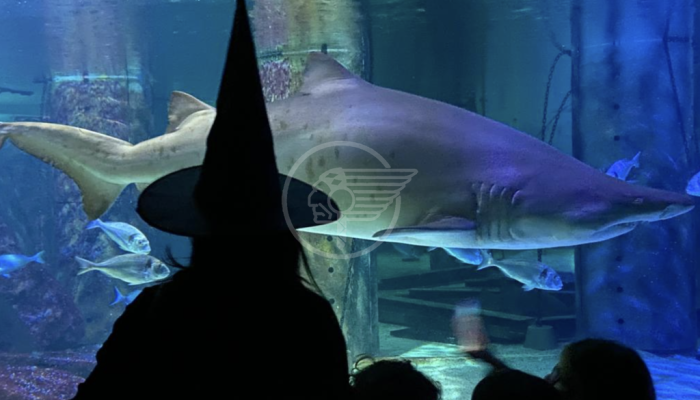 Rimini verso Halloween, tutti gli appuntamenti Rimini verso Halloween, tutti gli appuntamenti