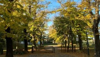 Via gli alberi pericolosi, individuati a seguito dell’indagine commissionata agli esperti agronomi della Geat Via gli alberi pericolosi, individuati a seguito dell’indagine commissionata agli esperti agronomi della Geat