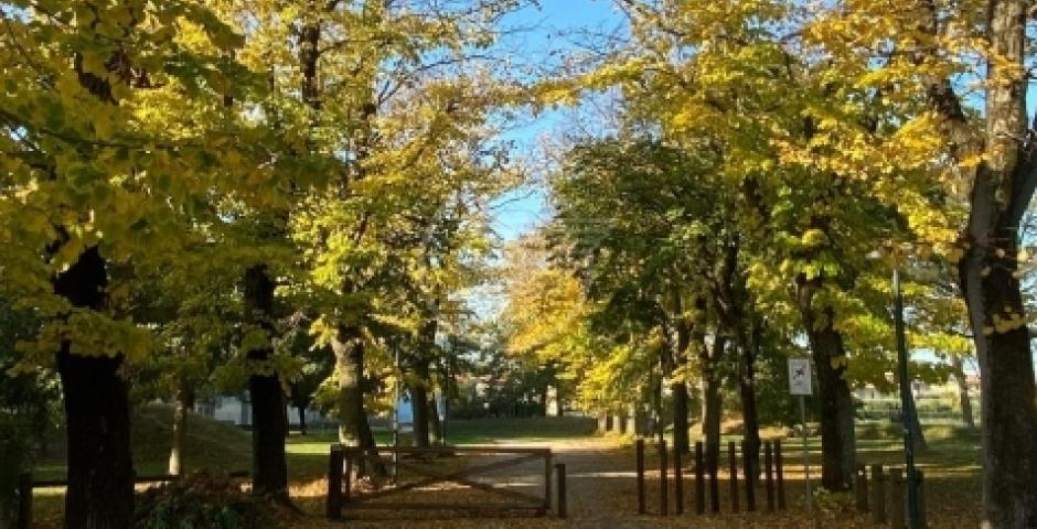 Via gli alberi pericolosi, individuati a seguito dell’indagine commissionata agli esperti agronomi della Geat Via gli alberi pericolosi, individuati a seguito dell’indagine commissionata agli esperti agronomi della Geat